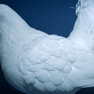 日本成人自拍小电影
